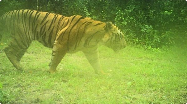 बाघ की दहाड़ से थर्राए हाथी, उदंती सीतानदी टाइगर रिजर्व में दिखा 4-5 साल का नर बाघ